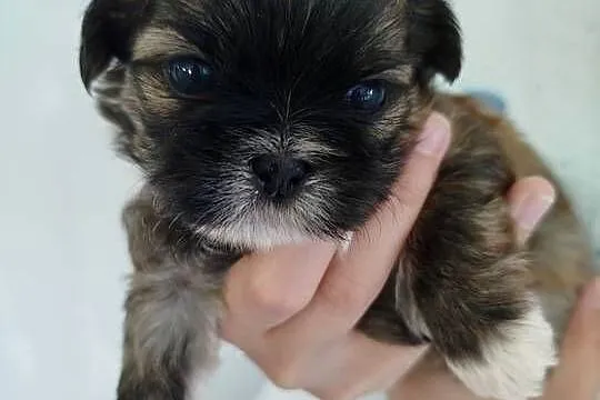 Szczeniak Shih Tzu, Wielkopolskie, Złotków