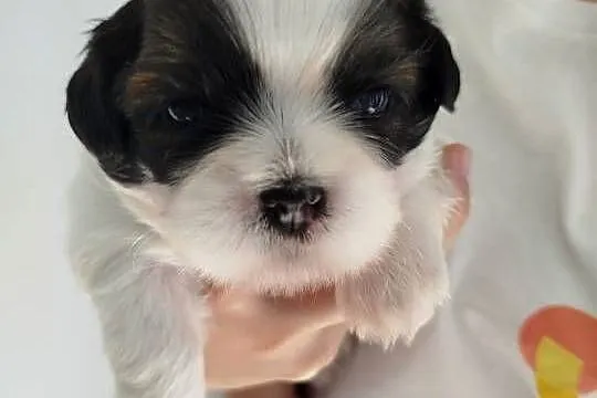 Szczeniak Shih Tzu, Wielkopolskie, Złotków