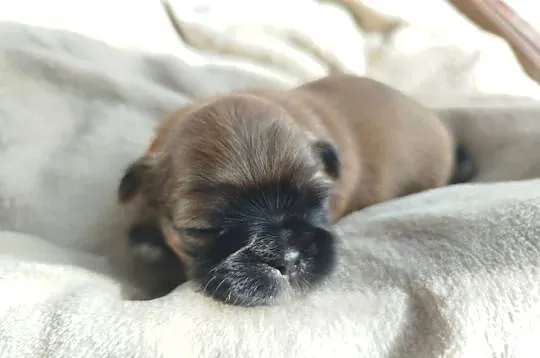 Szczeniak Shih Tzu, Wielkopolskie, Złotków