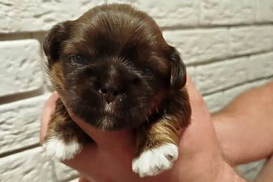 Szczeniak Shih Tzu, Wielkopolskie, Złotków