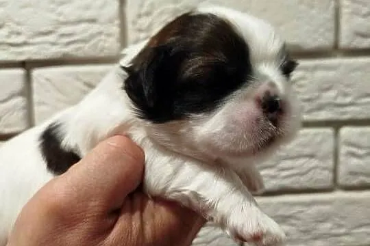 Szczeniak Shih Tzu, Wielkopolskie, Złotków
