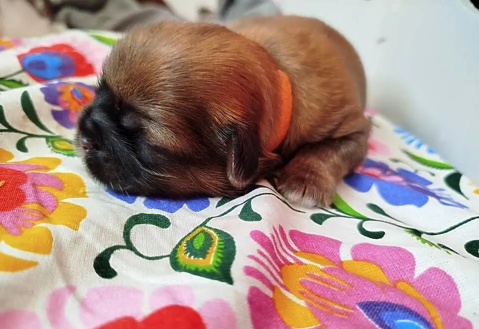 Pies, sunia Shih Tzu z rodowodem, Wielkopolskie, Złotków