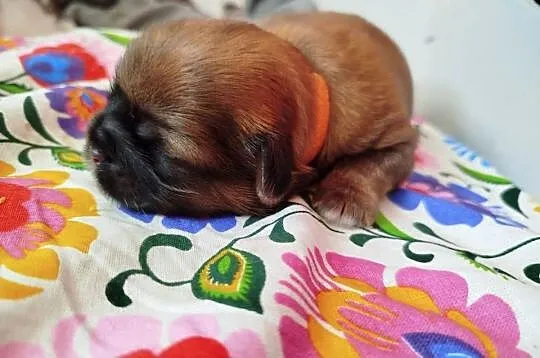 Pies, sunia Shih Tzu z rodowodem, Wielkopolskie, Złotków