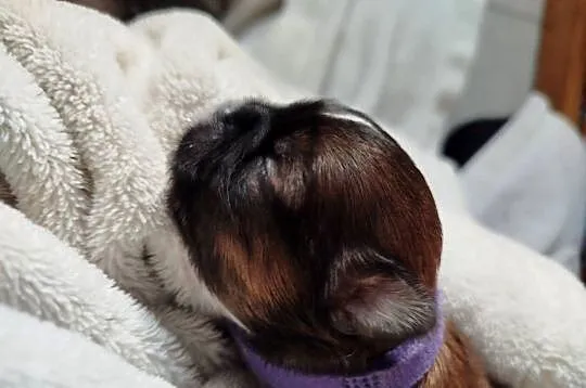 Pies, sunia Shih Tzu z rodowodem, Wielkopolskie, Złotków