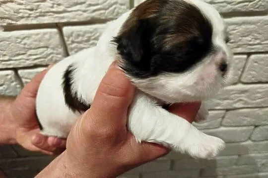 Pies, sunia Shih Tzu z rodowodem, Wielkopolskie, Złotków