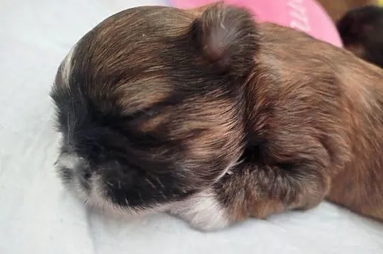 Pies, sunia Shih Tzu z rodowodem, Wielkopolskie, Złotków