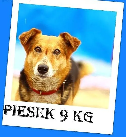 9kg,4lata,sympatyczny,łagodny,niekonfliktowy,pies