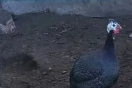 perlik brolier Sprzedam ładnego Perlika dorodny Polecam tel697878801.