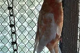Rozella królewska albino oranż
