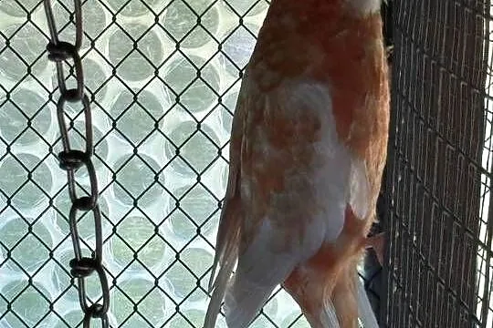 Rozella królewska albino oranż