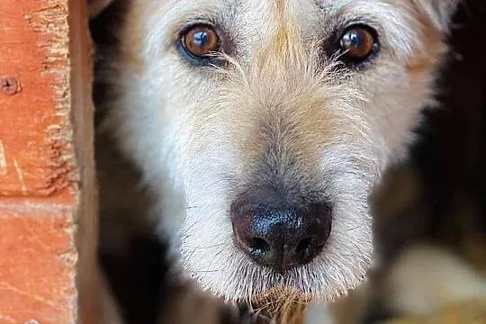 IRYS psi senior błaga o cierpliwy i kochający dom , cała Polska