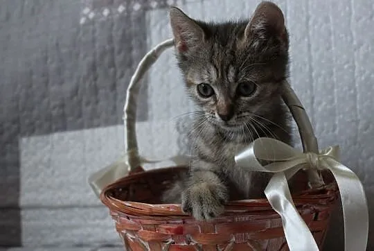Mała kotka Pianka szuka domu