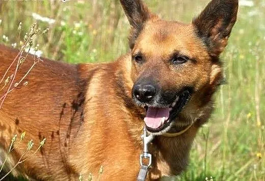 BUBU - piękny, wiecznie uśmiechnięty psiak szuka d