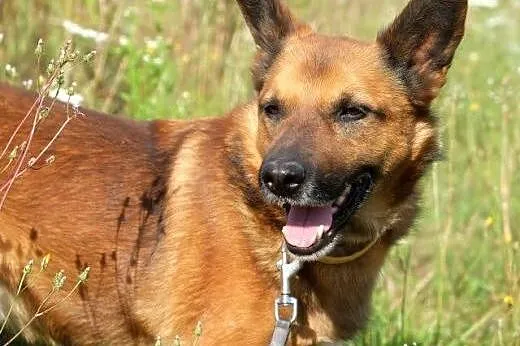BUBU - piękny, wiecznie uśmiechnięty psiak szuka d
