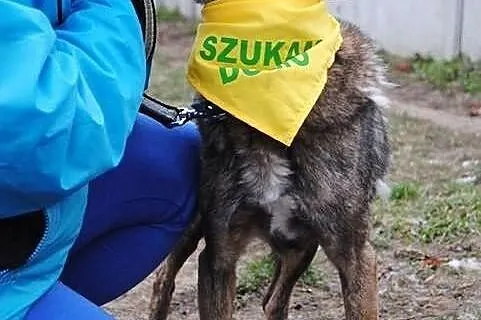 Pies w sile wieku czeka na dom. Fatalnie czuje się