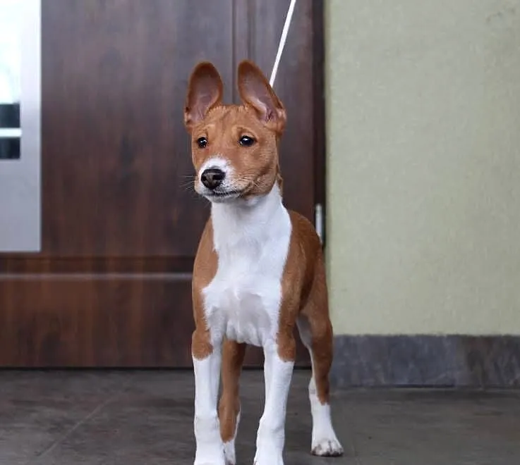 Pieski rud-białe Basenji FCI, Kujawsko-pomorskie, Piotrków Kujawski