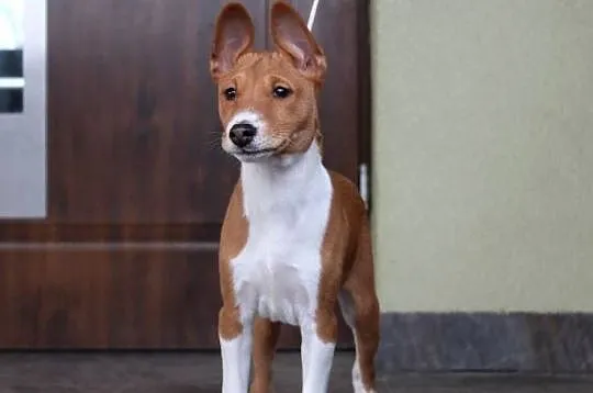 Pieski rud-białe Basenji FCI, Kujawsko-pomorskie, Piotrków Kujawski