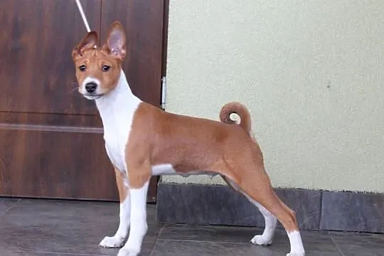 Pieski rud-białe Basenji FCI, Kujawsko-pomorskie, Piotrków Kujawski