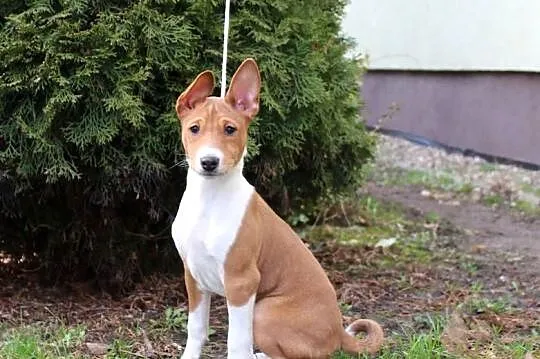 Pieski rud-białe Basenji FCI, Kujawsko-pomorskie, Piotrków Kujawski