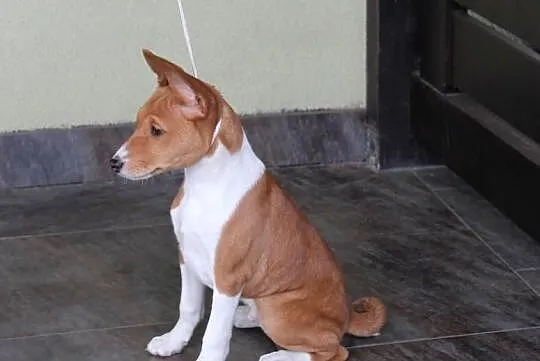 Pieski rud-białe Basenji FCI, Kujawsko-pomorskie, Piotrków Kujawski