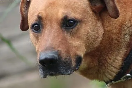 Wilson- psi kochany przyjaciel ,  mazowieckie Nowy