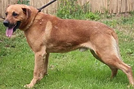 Wilson- psi kochany przyjaciel ,  mazowieckie Nowy