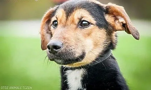 OTOZ Animals - Milo - cudowny psiak uratowany prze