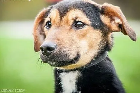OTOZ Animals - Milo - cudowny psiak uratowany prze