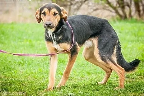 OTOZ Animals - Milo - cudowny psiak uratowany prze