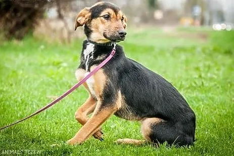 OTOZ Animals - Milo - cudowny psiak uratowany prze