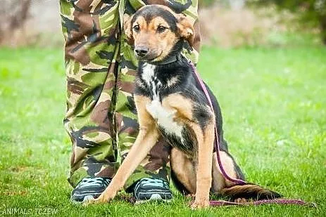 OTOZ Animals - Milo - cudowny psiak uratowany prze