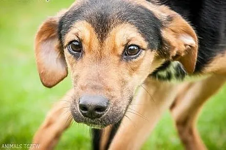 OTOZ Animals - Milo - cudowny psiak uratowany prze