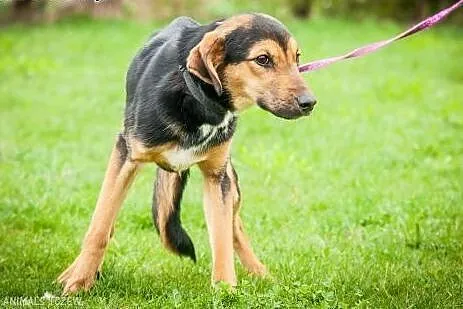 OTOZ Animals - Milo - cudowny psiak uratowany prze