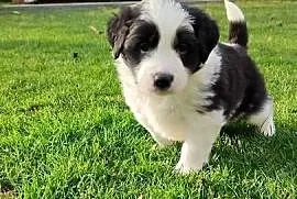 Suczka Border Collie