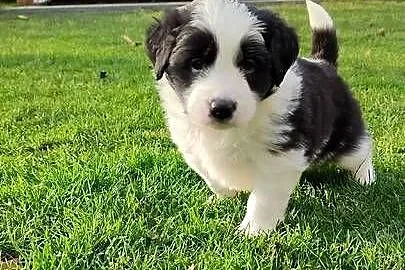 Suczka Border Collie, Podkarpackie, Krosno