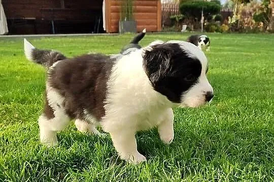 Suczka Border Collie, Podkarpackie, Krosno