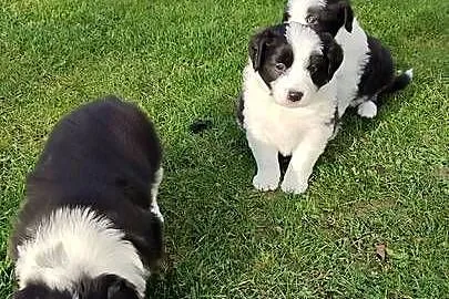 Suczka Border Collie, Podkarpackie, Krosno