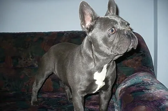 Buldog francuski reproduktor krycie NIEBIESKI błęk