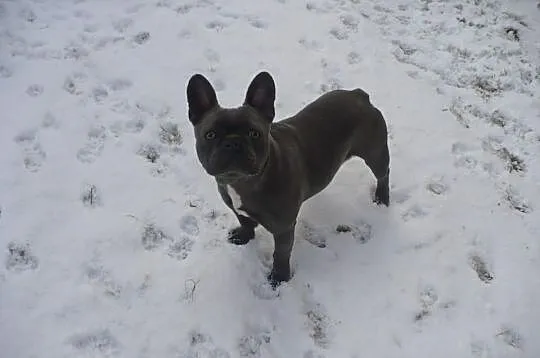 Buldog francuski reproduktor krycie NIEBIESKI błęk