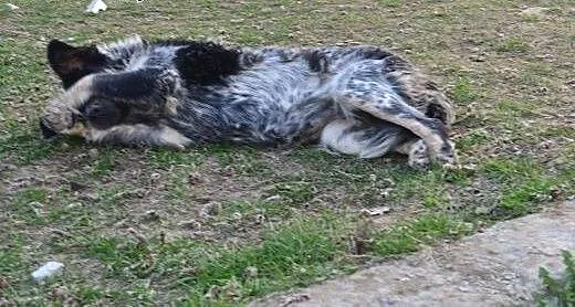 Śliczna Sara szuka domu, dolnośląskie Jelenia Gór