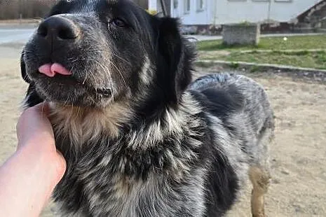 Śliczna Sara szuka domu,  dolnośląskie Jelenia Gór
