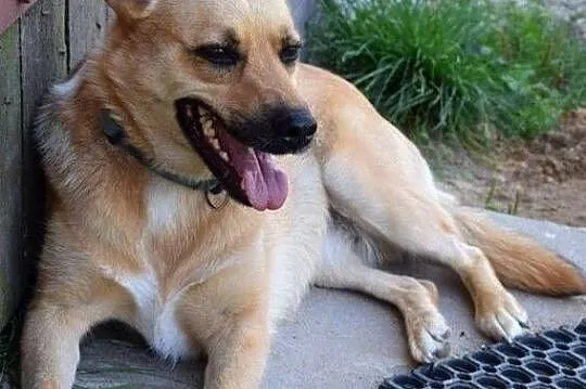 Wspaniała Astra poleca się do adopcji, Mazowieckie, Warszawa