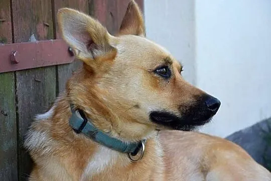Wspaniała Astra poleca się do adopcji, Mazowieckie, Warszawa