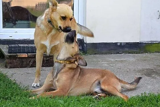 Wspaniała Astra poleca się do adopcji, Mazowieckie, Warszawa