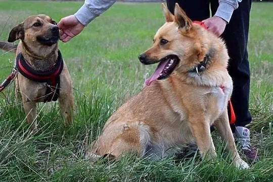 Wspaniała Astra poleca się do adopcji, Mazowieckie, Warszawa