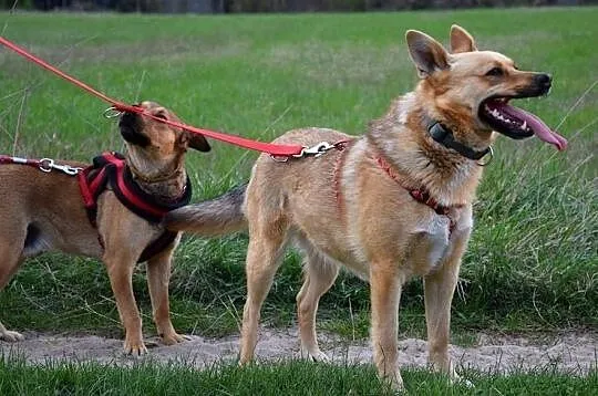 Wspaniała Astra poleca się do adopcji, Mazowieckie, Warszawa