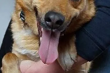Wspaniała Astra poleca się do adopcji, Mazowieckie, Warszawa
