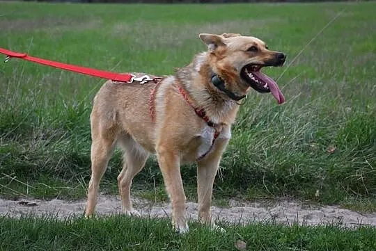 Wspaniała Astra poleca się do adopcji, Mazowieckie, Warszawa
