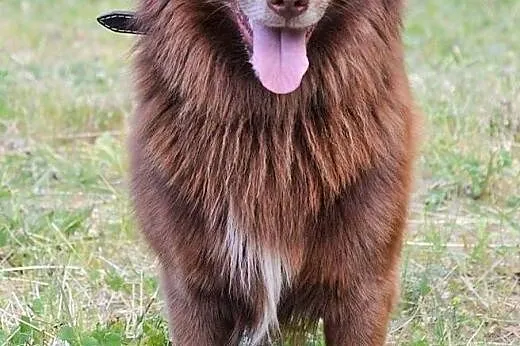AMIGO puchaty 3 latek, nauczony czystości, łagodny