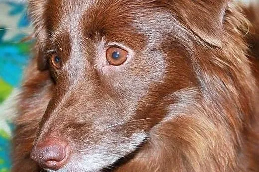 AMIGO puchaty 3 latek, nauczony czystości, łagodny